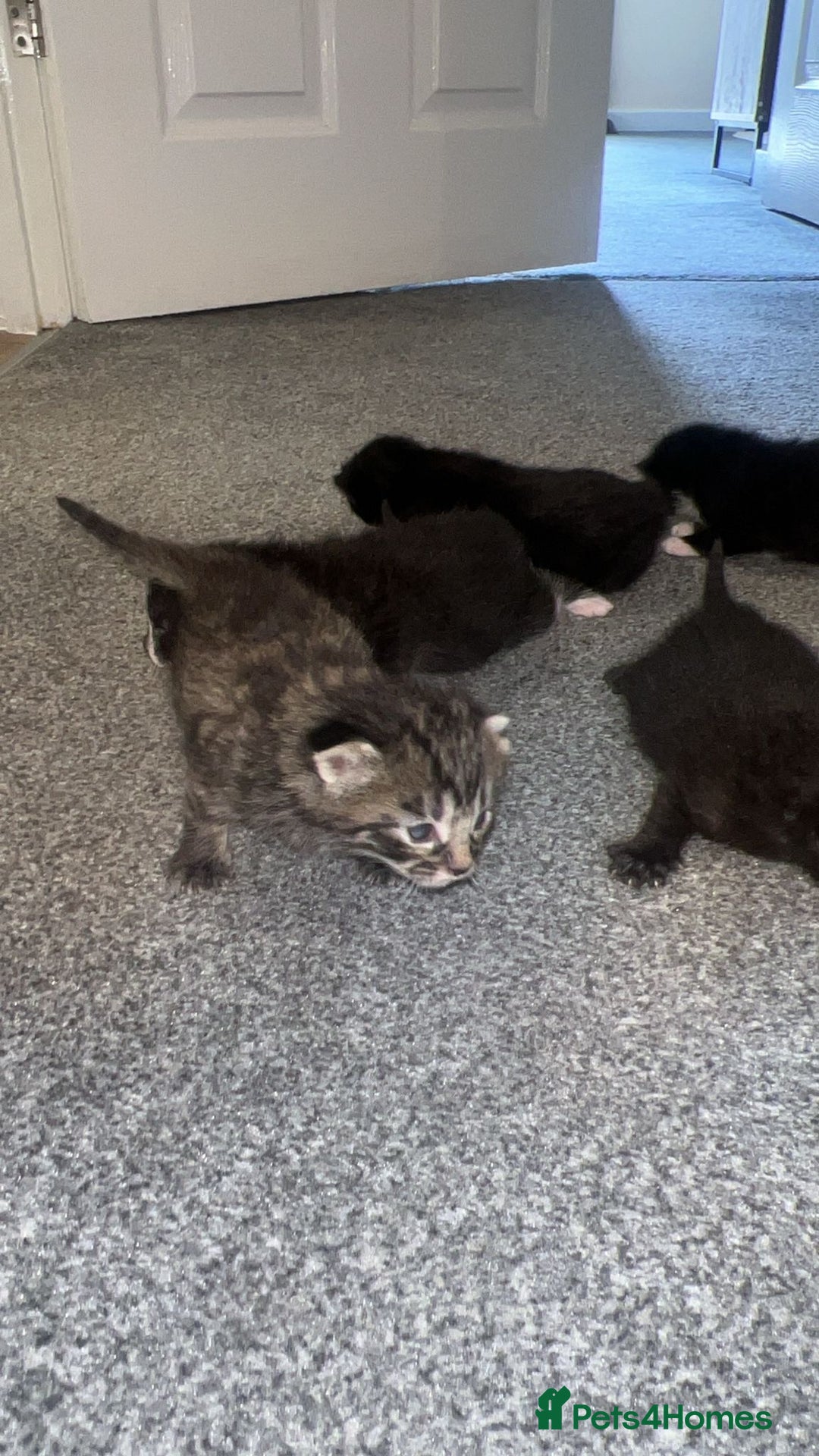 Bengal cats for sale: 5 bengal kittens looking for a loving home  - Image 10