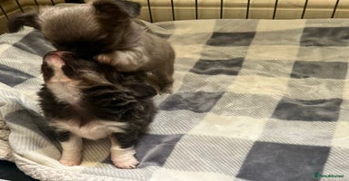 Chihuahua dogs - Advert 4