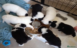 Border Collie dogs for sale: Border Collies for sale - Image 23