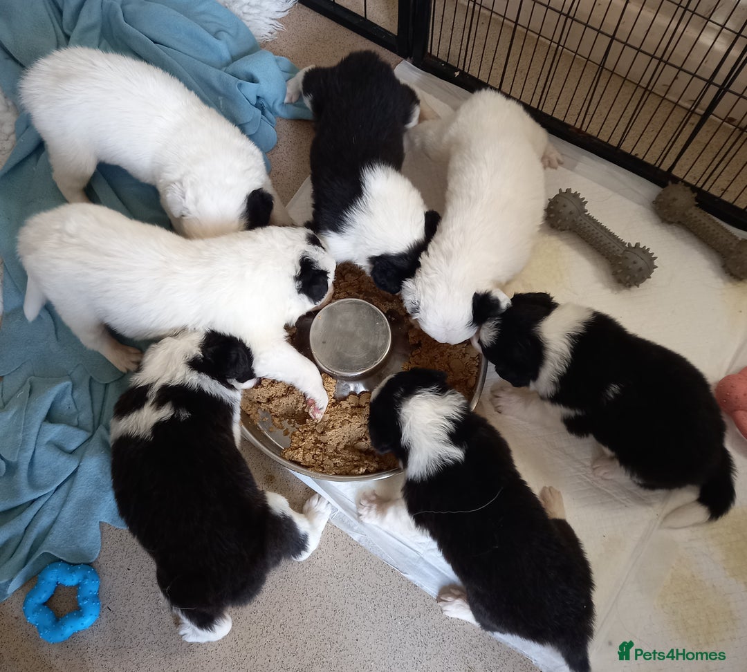 Border Collie dogs for sale: Border Collies for sale - Image 23