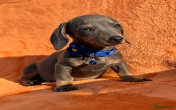 Miniature Dachshund dogs for sale: KC Reg Miniature Dachshund Puppies  - Image 27