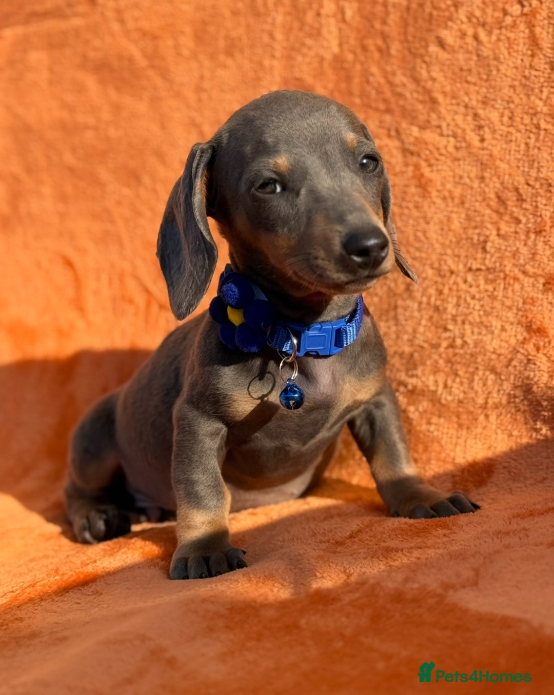 Miniature Dachshund dogs for sale: KC Reg Miniature Dachshund Puppies  - Image 27