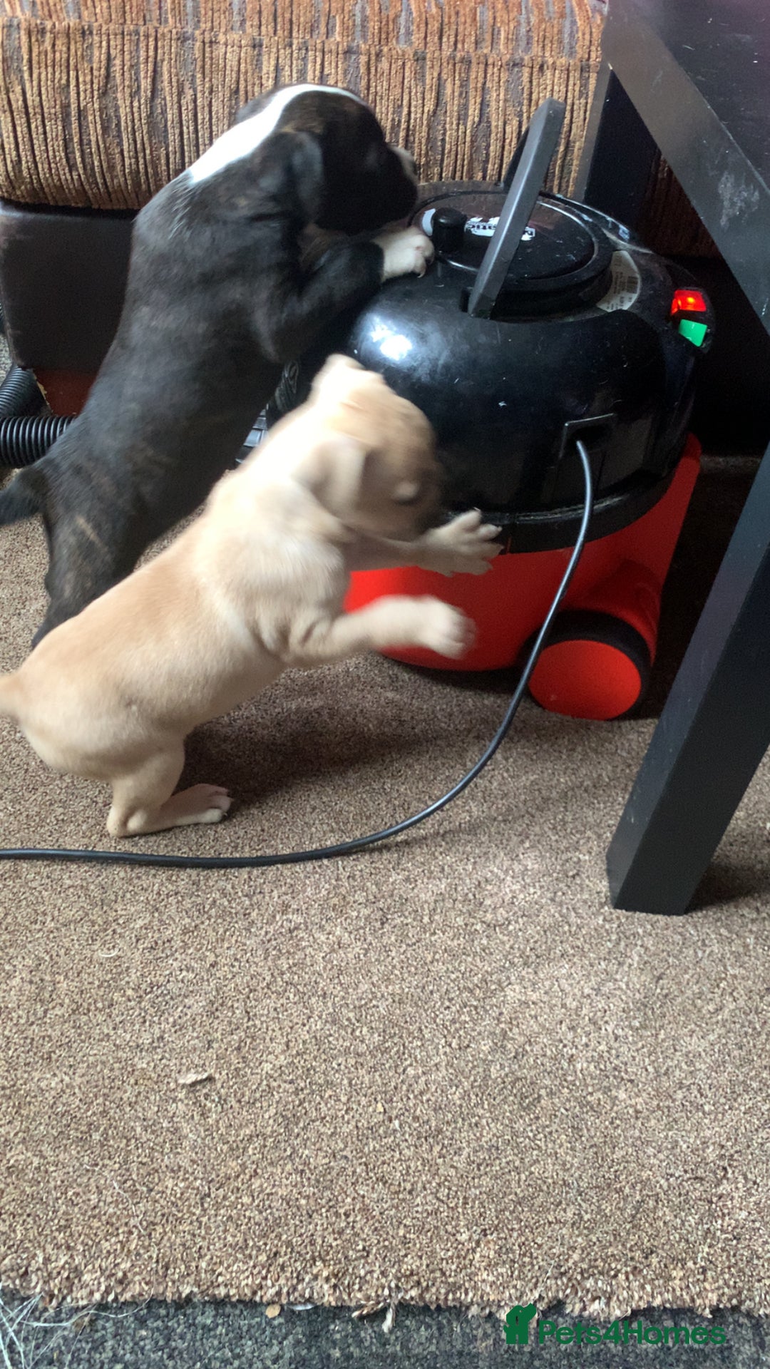 Mixed Breed dogs for sale: French bulldog x staffy - Image 11
