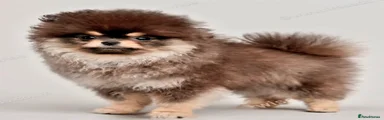 Pomeranian, quality tiny pom boy 
