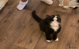 Norwegian Forest Cat cats for sale: Stunning Norwegian forest cat - Image 3