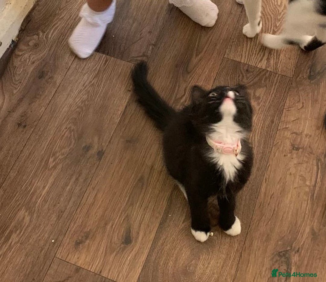 Norwegian Forest Cat cats for sale: Stunning Norwegian forest cat - Image 3