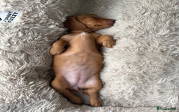 Miniature Dachshund dogs for sale: KC reg PRA clear smooth mini dachshund puppies - Image 19