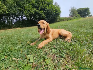Mixed Breed dogs Golden Irish - Advert 13