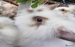 Mixed Breed rabbits for sale: Very pretty soft fluffy bunnies - Image 6