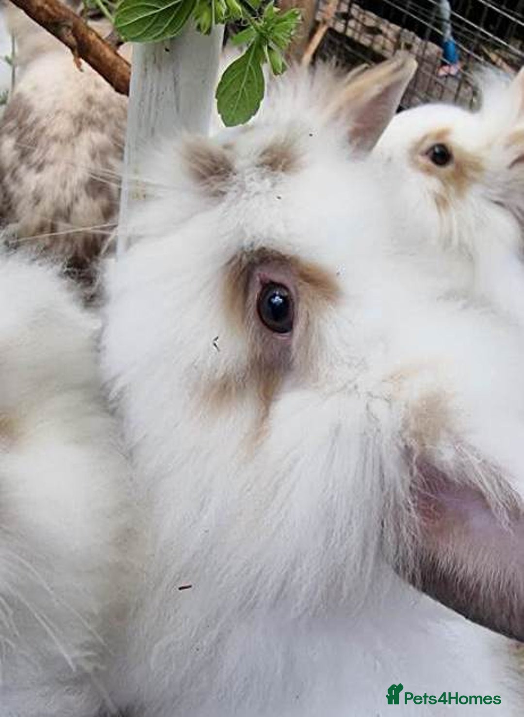 Mixed Breed rabbits for sale: Very pretty soft fluffy bunnies - Image 6