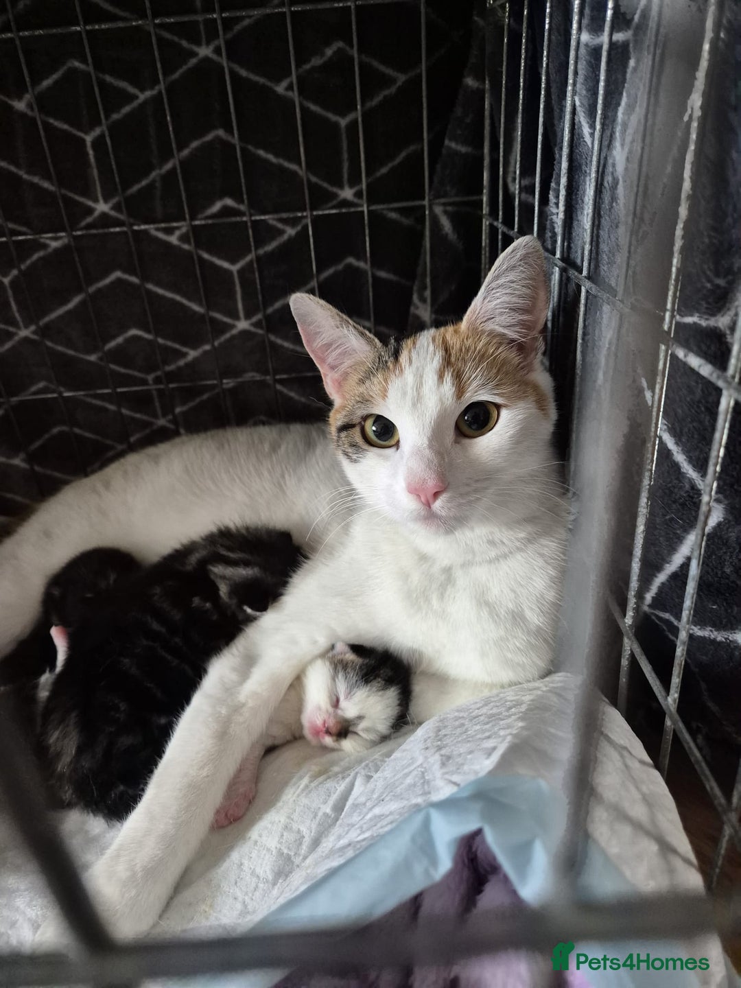 Mixed Breed cats for sale: 2 gorgeous kittens looking for their forever home - Image 2
