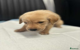 Labrador Retriever dogs for sale: Adorable KC registered fox red and black labs  - Image 14