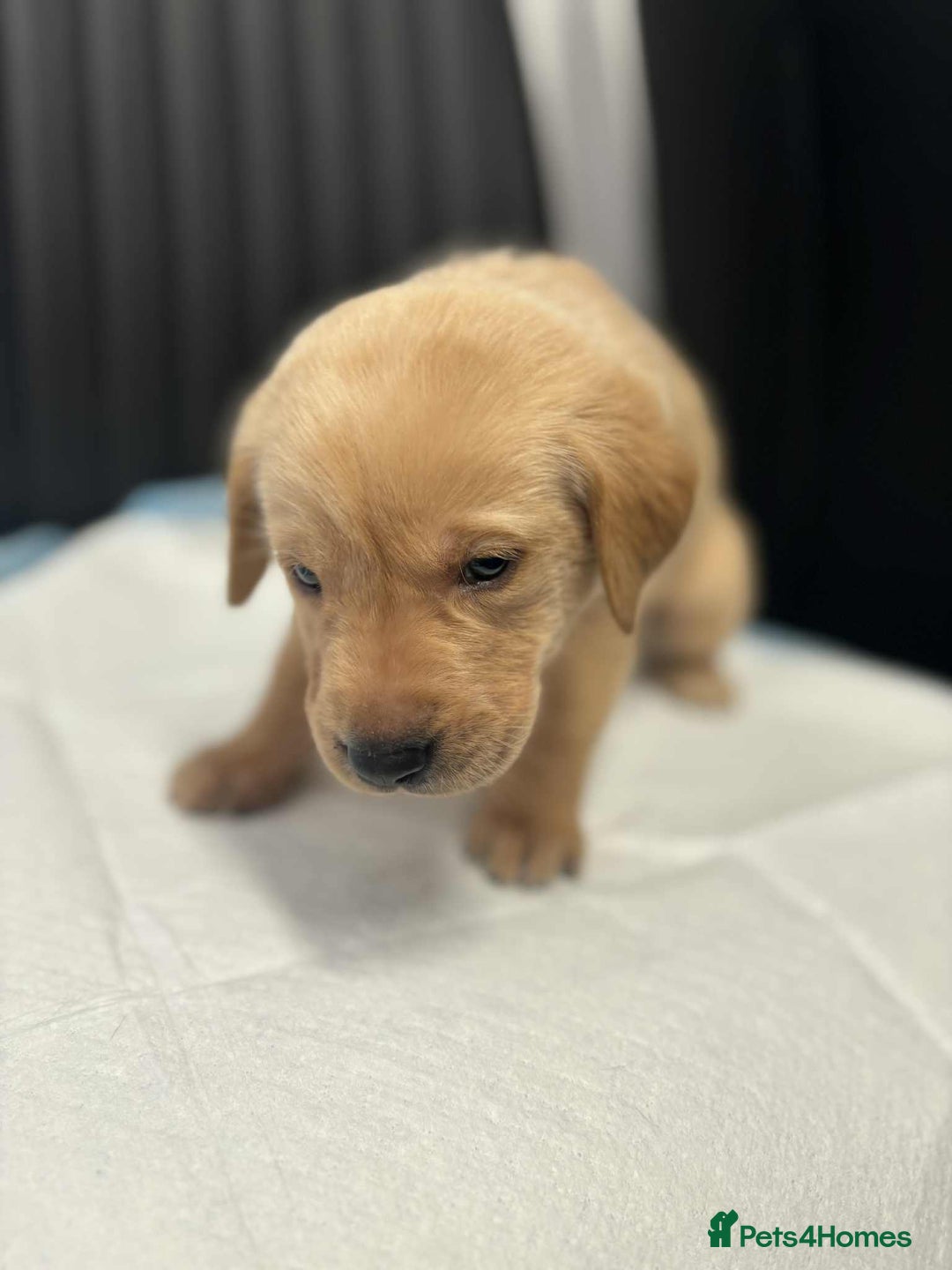 Labrador Retriever dogs for sale: Adorable KC registered fox red and black labs  - Image 14