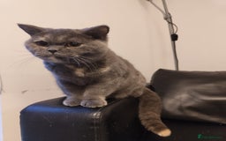 British Shorthair cats for sale: Lovely British short hair twins - Image 2