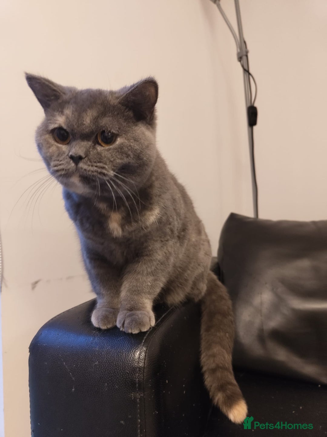 British Shorthair cats for sale: Lovely British short hair twins - Image 2