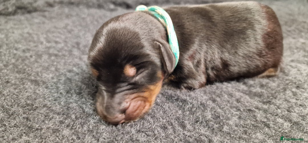 Dobermann dogs for sale: Top line doberman puppies - Image 10