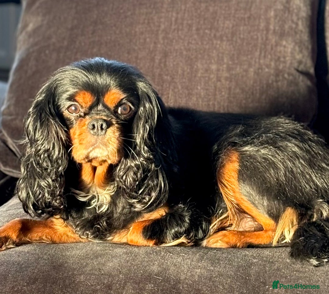 Cavapoo dogs for sale: Gorgeous F1 Cavapoo pups, health tested🐾 - Advert 7