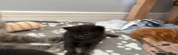 Maine Coon cats for sale: Gorgeous Maine Coon Kittens  - Advert 22