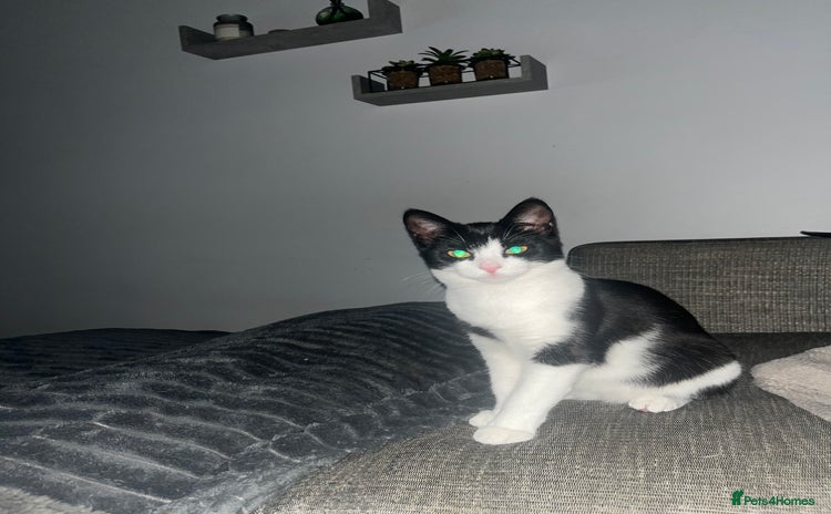 American Shorthair cats Cali Black&White Cat - Advert 1