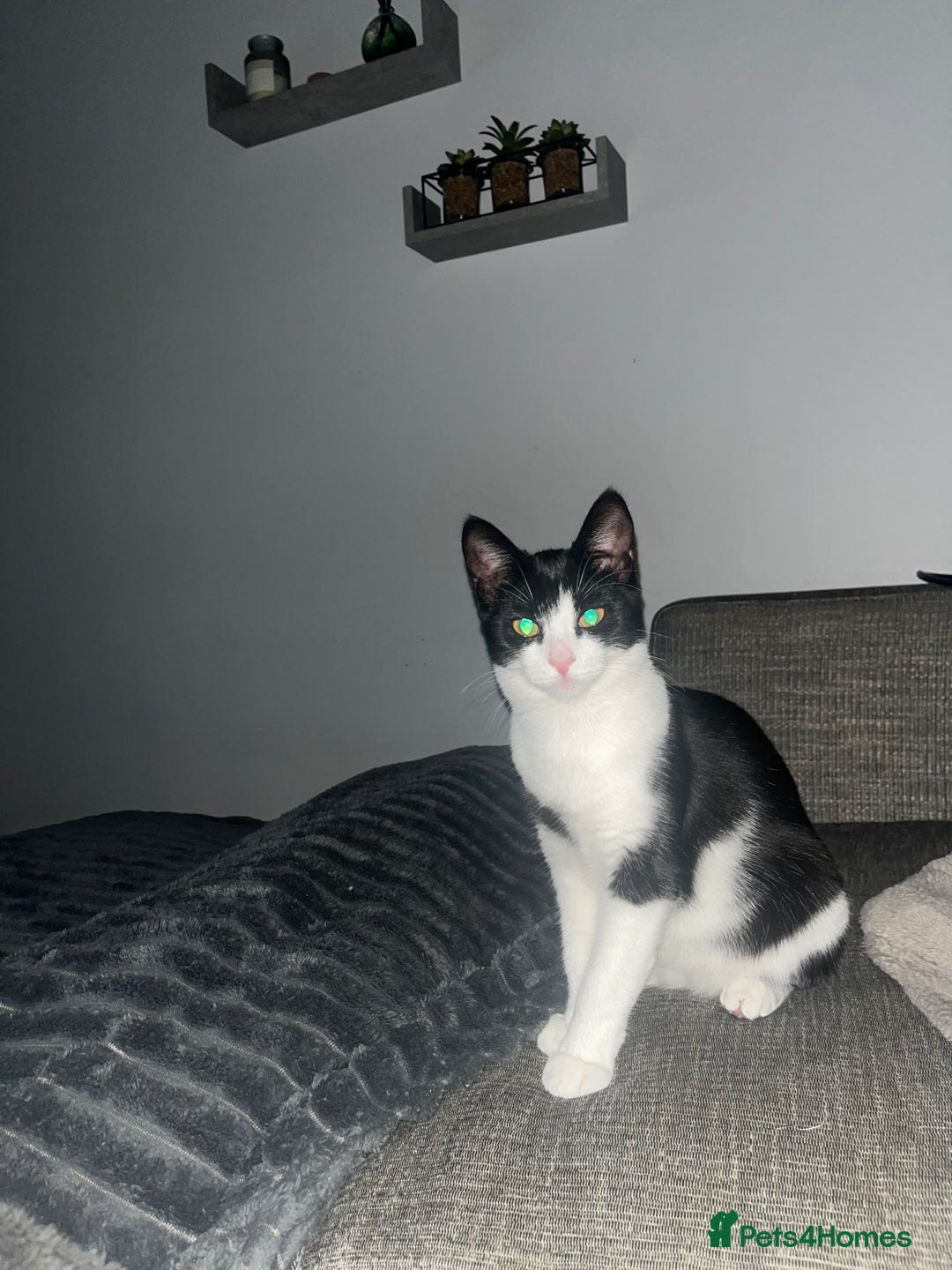 American Shorthair cats for sale: Cali Black&White Cat - Advert 1