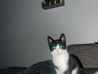 American Shorthair cats Cali Black&White Cat - Advert 1