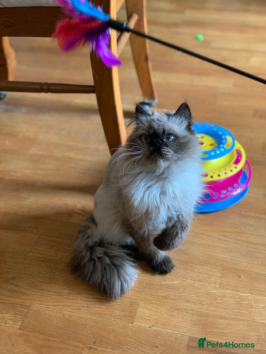 Persian cats for sale: Himalayan Persian Boy  - Advert 5