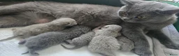 British Shorthair cats for sale: British shorthair kittens - champion bloodlines  - Advert 14