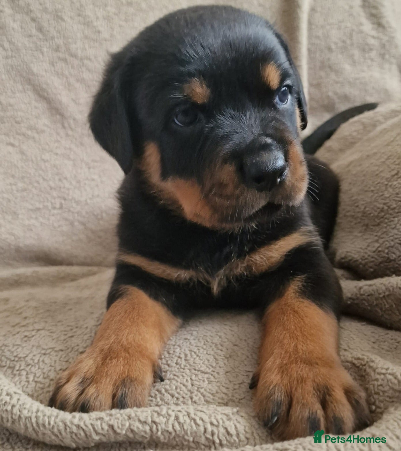 Rottweiler dogs MASSIVE ROTTWEILER PUPPIES  - Advert 1