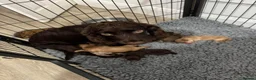 Cockapoo dogs for sale: DNA CLEAR, Stunning Cockapoos, Ready 30th October - Advert 8