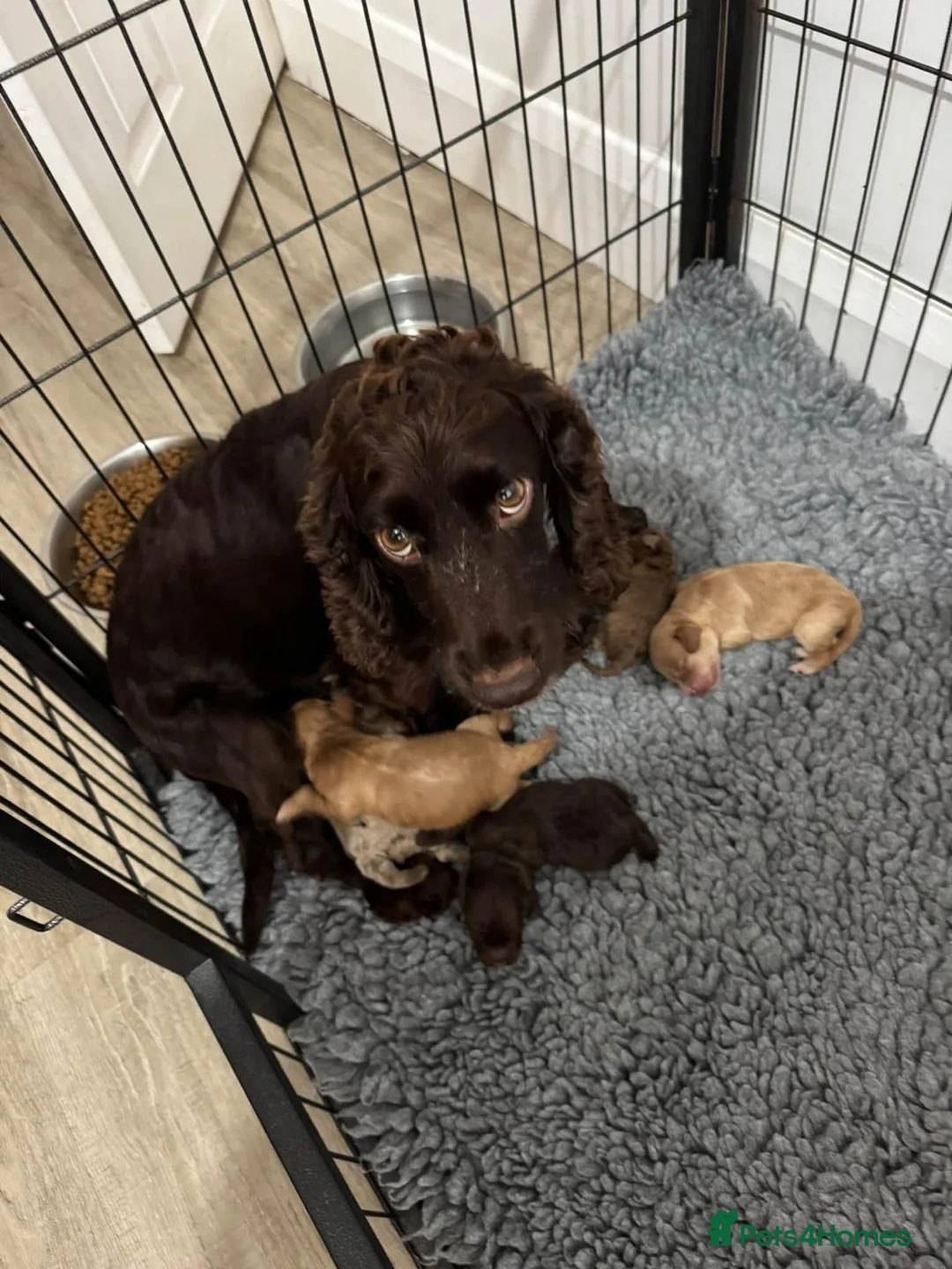 Cockapoo dogs for sale: DNA CLEAR, Stunning Cockapoos, Ready 30th October - Advert 8