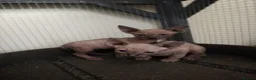Sphynx cats for sale: Sphinx males - Advert 6