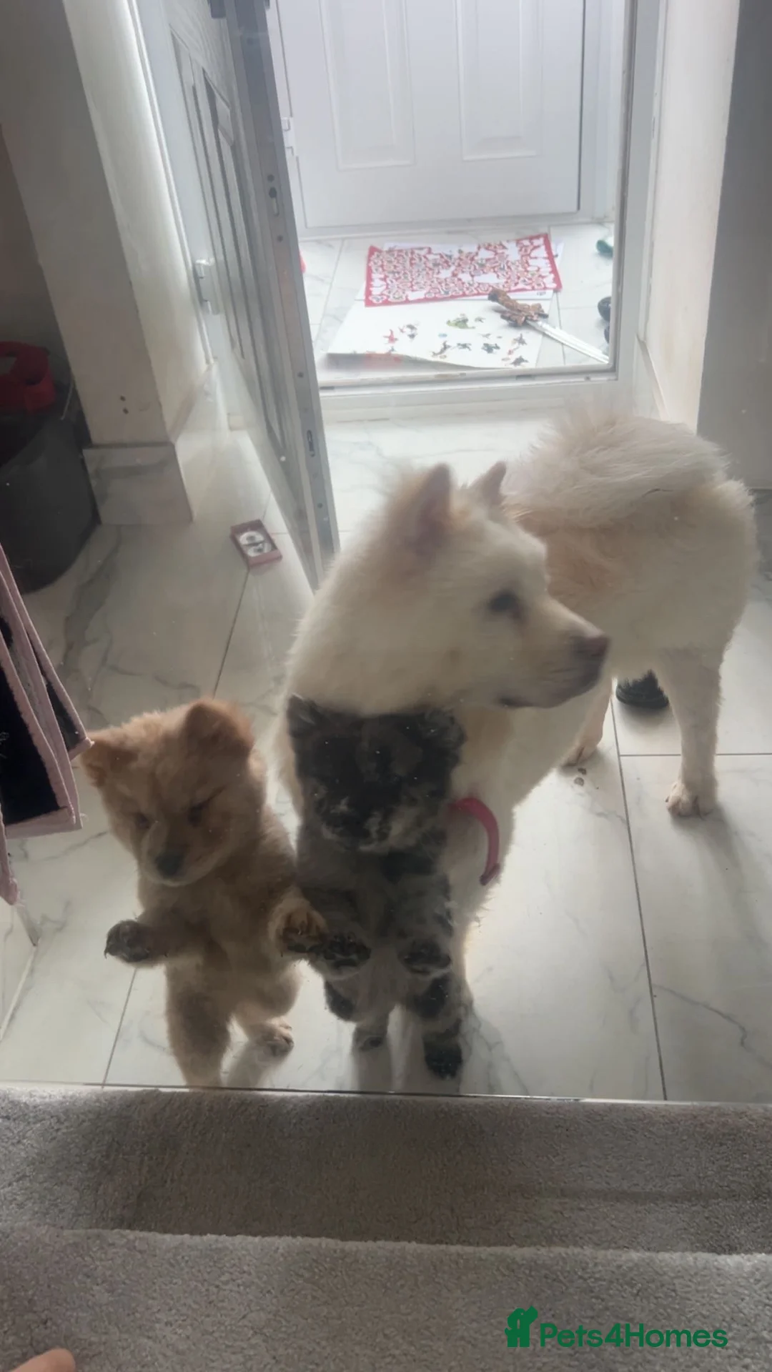 Chow Chow dogs for sale: Merle chow chow puppies - Advert 7