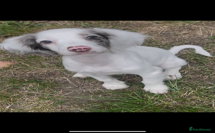 Cocker Spaniel dogs in Dudley - Advert 14