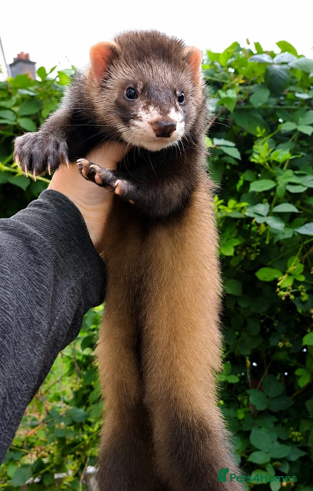 Ferret rodents for sale: Angora hob kits in Solihull - Advert 4