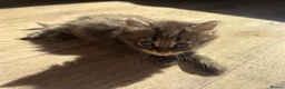 Mixed Breed cats for sale: 1 GREY KITTEN LEFT FOR SALE  - Advert 18