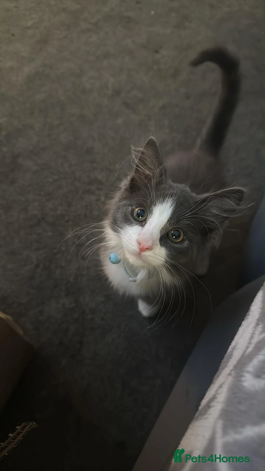 Mixed Breed cats for sale: Blue is up for sale again  - Advert 3