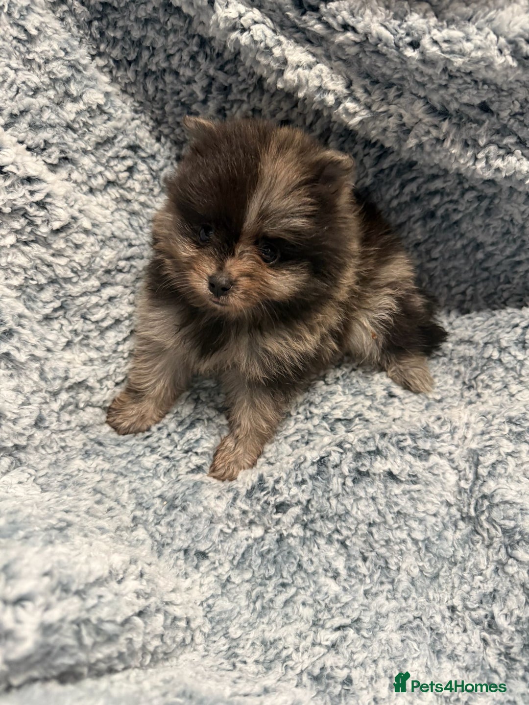 Pomeranian dogs for sale: Puppies Ready for new homes  - Advert 12