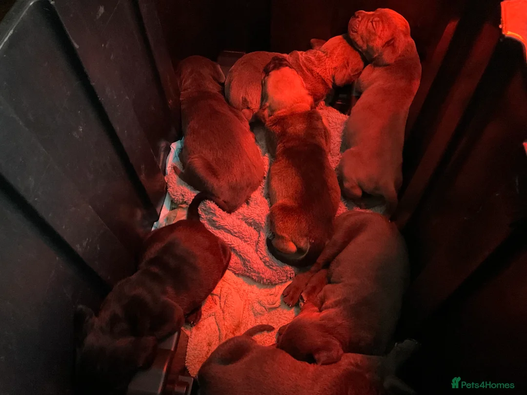 Cane Corso dogs for sale: Stunning pure cane corso puppies  - Advert 2