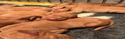 Hungarian Vizsla dogs for sale: Beautiful KC Registered Hungarian Vizsla puppies  in Blackburn - Advert 30