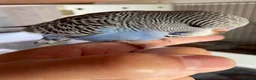 Budgerigars birds for sale: Tame baby budgies - Advert 3