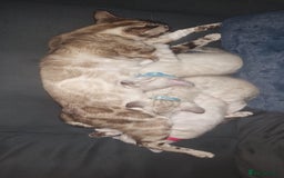 Bengal cats for sale: Snow Bengal kitten - Image 1