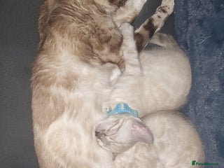 Bengal cats for sale - Advert 1