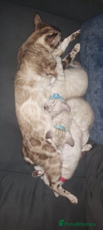 Bengal cats - Advert 1