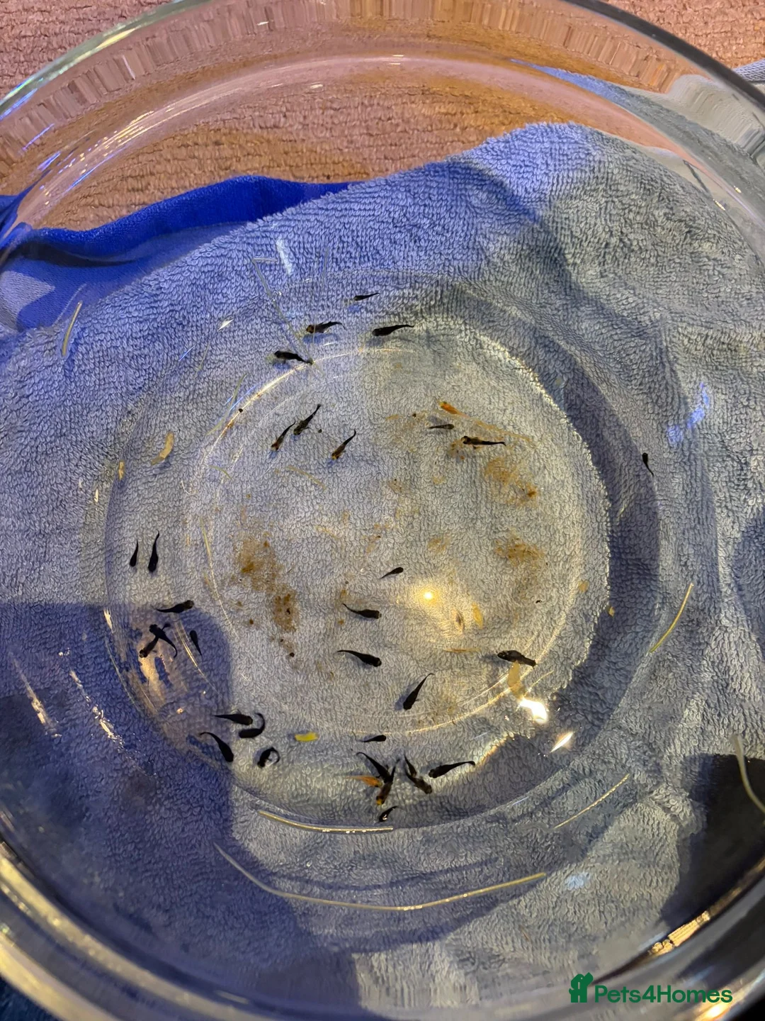 Mollies fish for sale: Baby Mollies and 4 male Mollies  - Advert 4