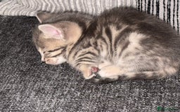 Bengal cats for sale: Russian Blue Bengal Kittens - Image 18