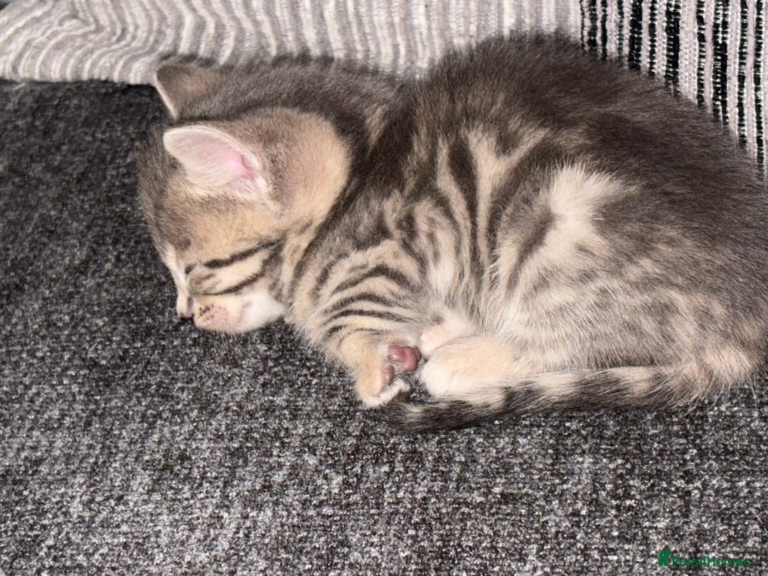 Bengal cats for sale: Russian Blue Bengal Kittens - Image 18