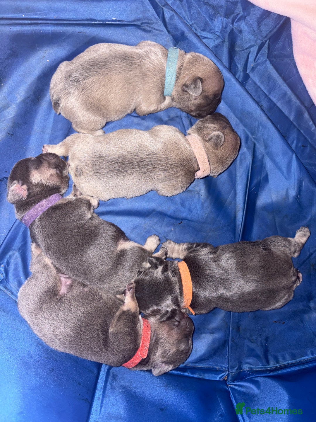 French Bulldog dogs for sale: French Bulldogs - Image 5