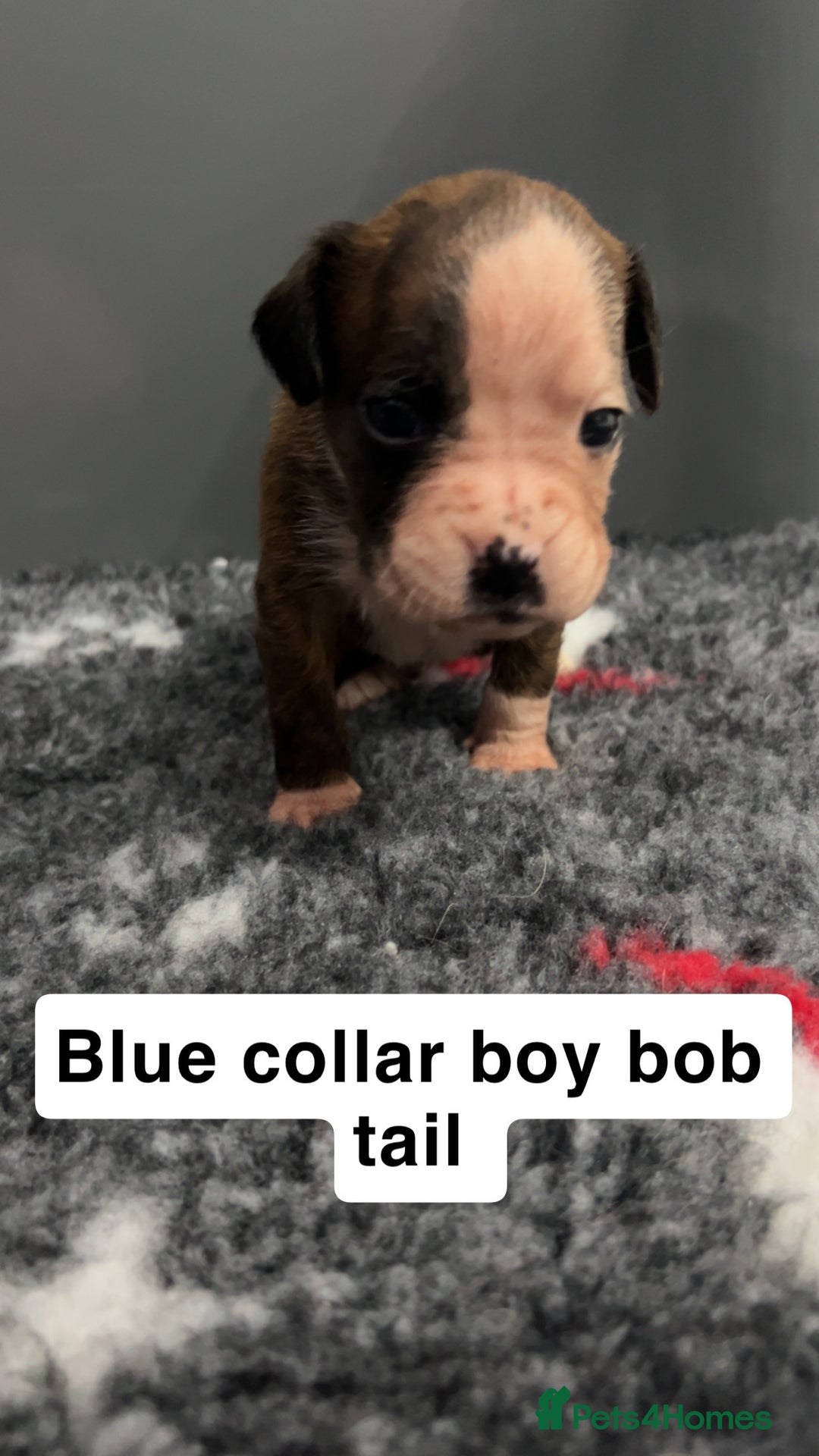 Boxer dogs for sale: Kc registered boxer puppies  - Advert 24