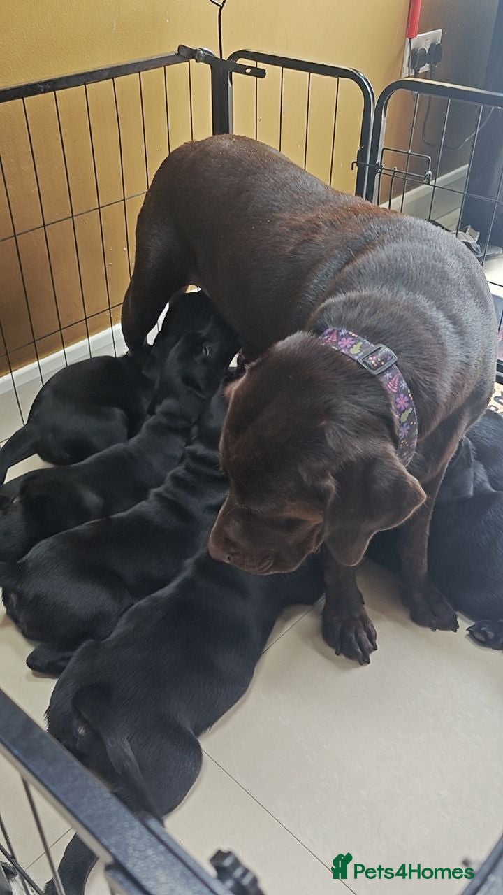 Labrador Retriever dogs Beautiful Black Labrador Boys Ready Soon - Advert 2