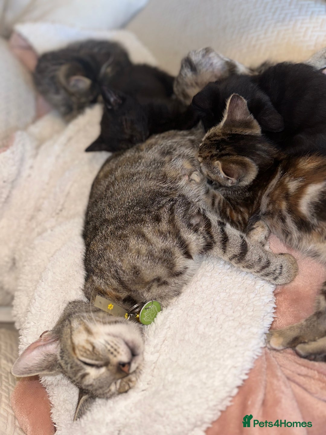 Mixed Breed cats for sale: Pretty little girls  - Image 5